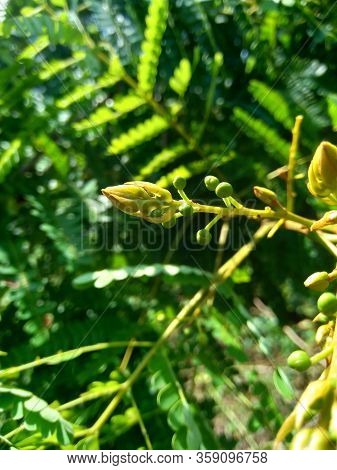 Biancaea Sappan (caesalpinia Sappan L., Sappanwood, Secang, Sepang, Indian Redwood) With Natural Bac