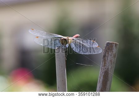 Dragonfly Insect Close-up On A Wooden Stick. Dangerous Insect With Wings.