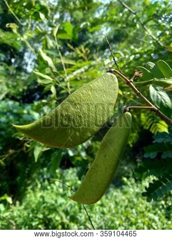 Biancaea Sappan (caesalpinia Sappan L., Sappanwood, Secang, Sepang, Indian Redwood) With Natural Bac