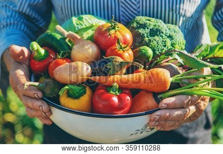 Grandmother In The Garden With Vegetables In Their Hands. Selective Focus.