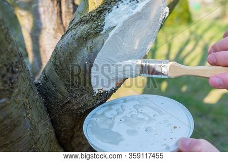 Protecting The Pruned Branch Of The Fruit Tree - With Garden Paste