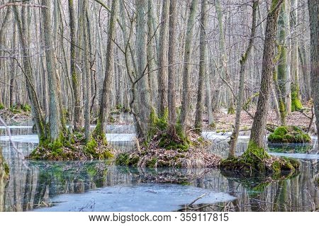 Dead Tree Trunks In A Swamp Near Poratz In The German Uckermark Region