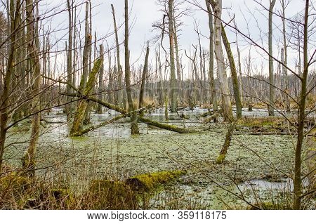 Dead Tree Trunks In A Swamp Near Poratz In The German Uckermark Region