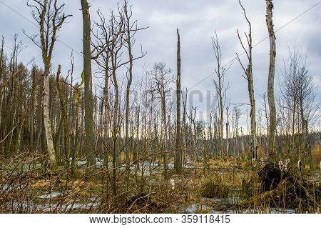 Dead Tree Trunks In A Swamp Near Poratz In The German Uckermark Region