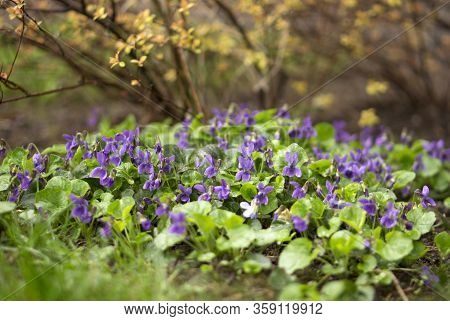 Beautiful Blue Flowers In The Garden Growing Under A Barberry Bush