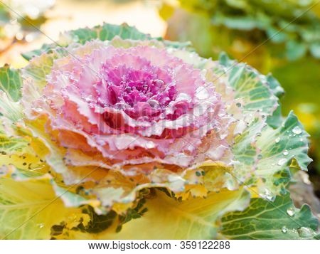 Brassica Oleracea Var. Acephala, Close Up Photo Of Decorative Plant With Morning Dew Drops.