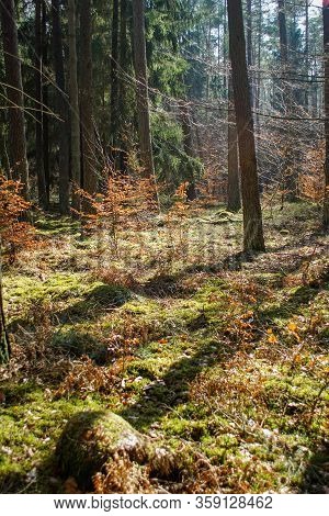 Beautiful Golden Sunlight In A Forest Ona Sunny Spring Day At Noon