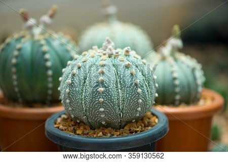 Astrophytum Asterias Cactus In Flower Pot Show Nature Background
