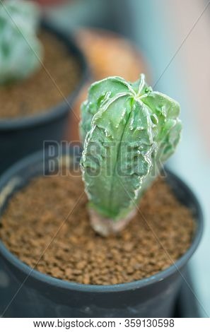 Astrophytum Myriostigma In Flower Pot Show Type Of Cactus