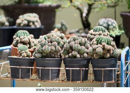 Green Cactus In Flower Pot Show Desert Plant In Pot