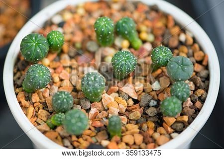Baby Astrophytum Asterias  In Pot Show Process Of Seeding Cactus