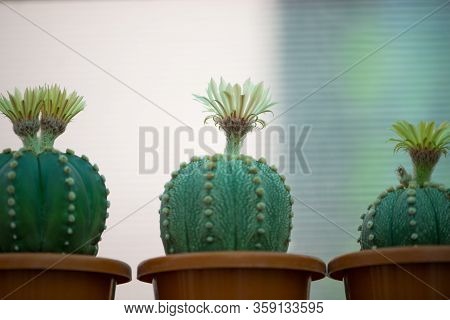 Astrophytum Asterias Cactus And Flower In Pot