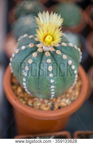 Astrophytum Asterias Cactus And Flower In Pot