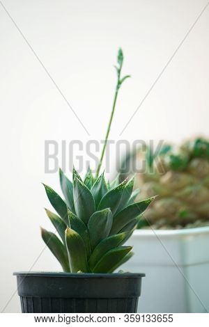 Haworthia Sp. Cactus And Flower In Pot