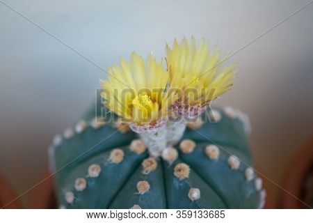Astrophytum Asterias Cactus And Flower In Pot