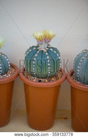 Astrophytum Asterias Cactus And Flower In Pot