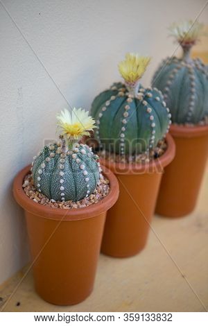 Astrophytum Asterias Cactus And Flower In Pot