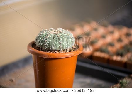 Astrophytum Asterias 
