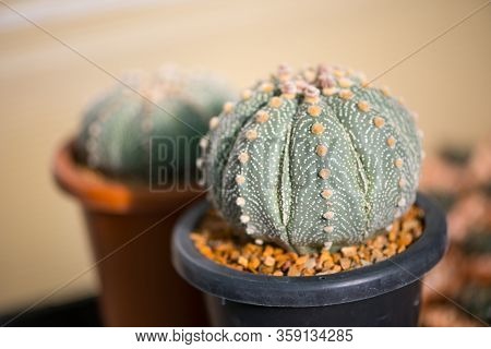 Astrophytum Asterias 