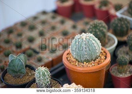 Astrophytum Asterias 