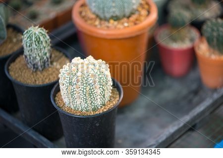 Astrophytum Asterias 