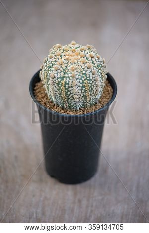 Astrophytum Asterias 