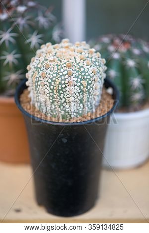 Astrophytum Asterias 