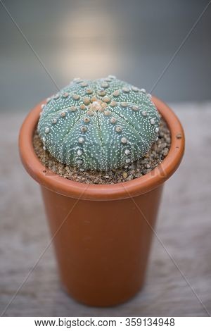 Astrophytum Asterias 