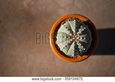 Astrophytum Asterias 