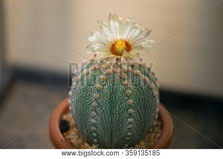 Astrophytum Asterias 