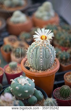 Astrophytum Asterias 