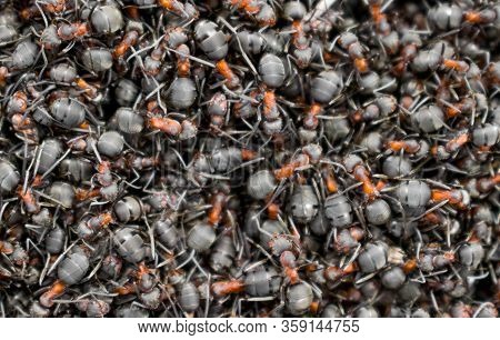 Lots Of Ants. Ant Moss. Concept- Agglomeration