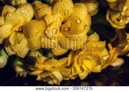 Kalanhoe Flower With Drops On Isolated Background. Macro Shoot