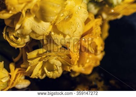 Kalanhoe Flower With Drops On Isolated Background. Macro Shoot