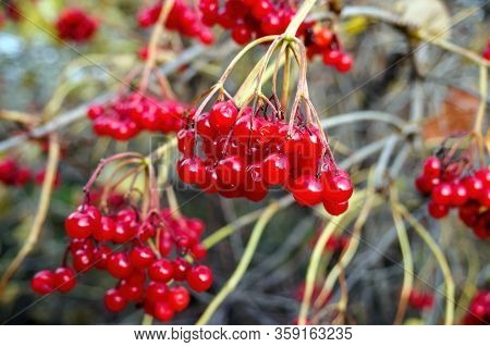 Red Viburnum Fruits Hang On Tree On Sunny Autumn Day, Selective Focus