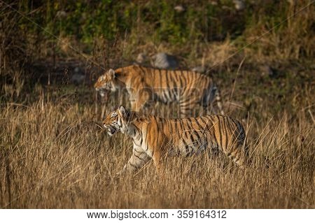 Mother Tiger With Her Cub In The Wild Stalking Prey At Dhikala Zone Of  Jim Corbett National Park, U