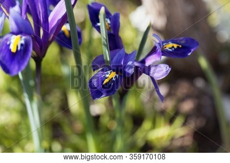 Flower Of A Netted Iris, Iris Reticulata.