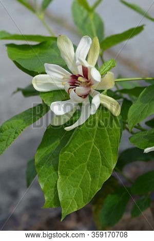 Sweetshrub Venus Flower - Latin Name - Calycanthus X Venus