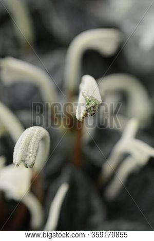Radiator Plant Lilian Flowers - Latin Name - Peperomia Caperata Lilian