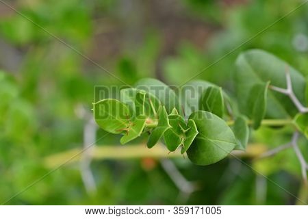 Natal Plum Leaves - Latin Name - Carissa Macrocarpa