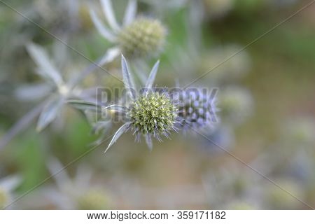 Caucasian Eryngo - Latin Name - Eryngium Caucasicum