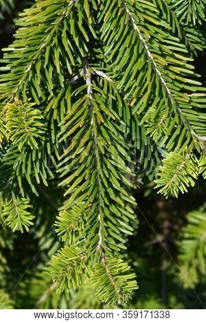 Nordmann Fir - Latin Name - Abies Nordmanniana