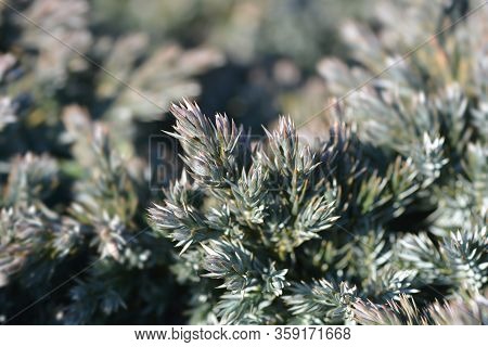 Flaky Juniper Blue Star - Latin Name - Juniperus Squamata Blue Star