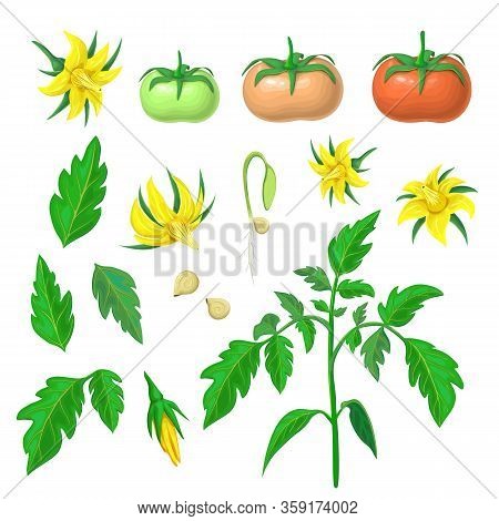Morphology Of Healthy Tomato Plant. Parts Of Tomatoes Plant Set. Tomato Plant, Fruits Of Various Rip
