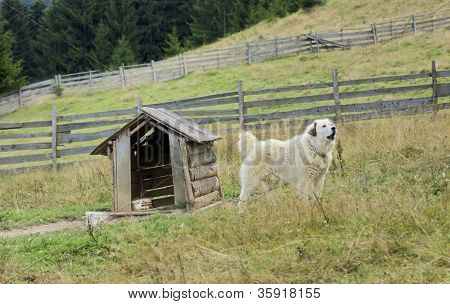 Cane e cuccia