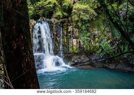 A Wonder Through Waiau Kauri Grove, Coromandel, New Zealand