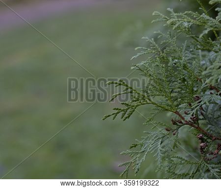 A Close-up Photo Of The Chinese Thuja Leaves, Whose Latin Name Is Thuja Sutchuenensis. Close Up.