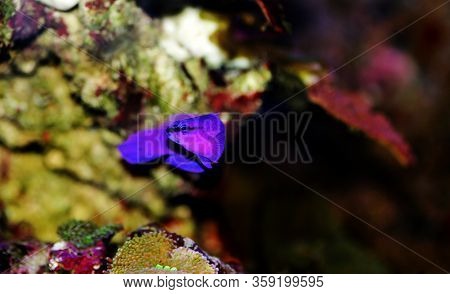 Orchid Dottyback Salt Water Fish - Pseudochromis Fridmani