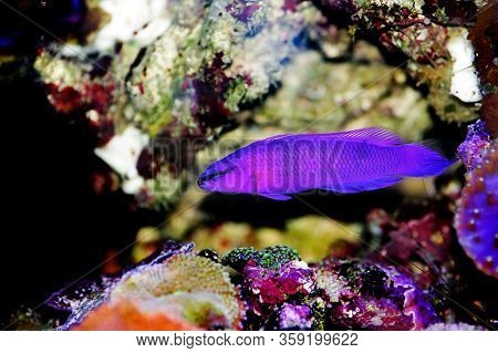 Orchid Dottyback Salt Water Fish - Pseudochromis Fridmani