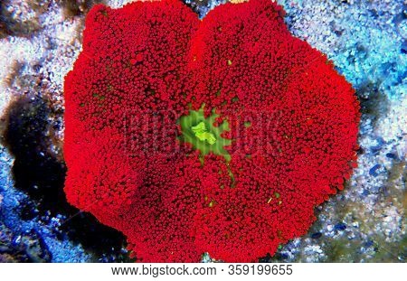Red Colorful Carpet Sea Anemone - Stichodactyla Haddoni